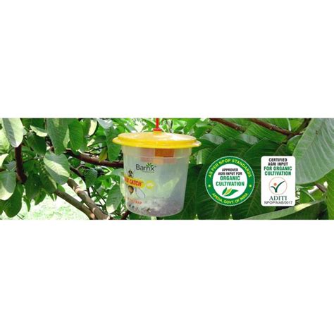 Barrix Catch Fruit Fly Trap – Buy Online for Organic Fruit Fly Control ...
