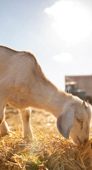 Kethi Goat || Best Goats Providers in Hyderabad