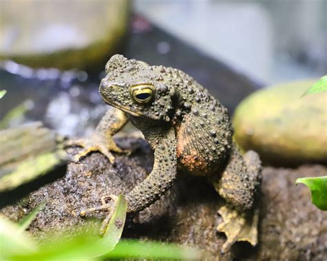 Image result for Giant Toad Eating