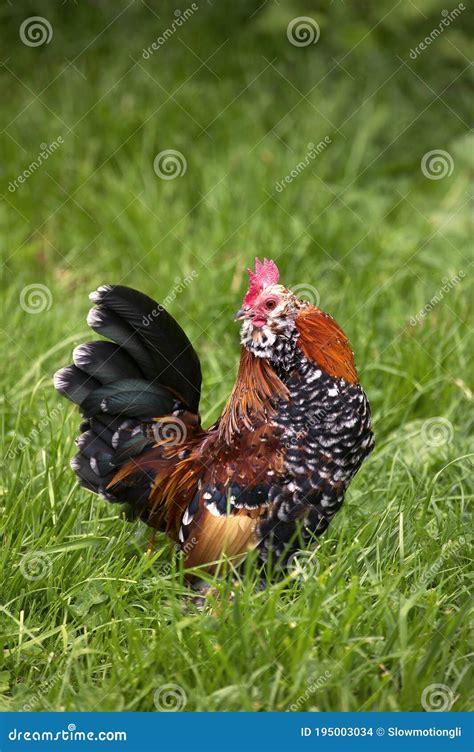 BARBU D`UCCLE MILLE FLEURS, a BELGIUM BREED Stock Photo - Image of ...