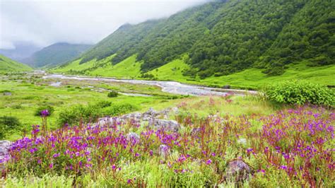 A walk through some of India’s most scenic valley of flowers, India ...
