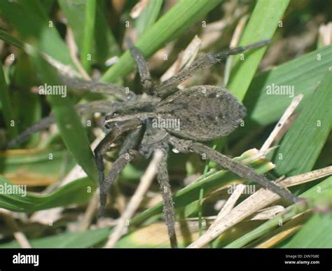 Wetland Giant Wolf Spider (Tigrosa helluo) Arachnida Stock Photo - Alamy