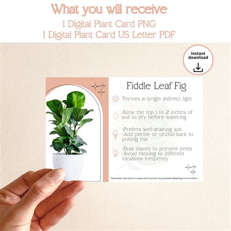 Image result for Fiddle Instruction