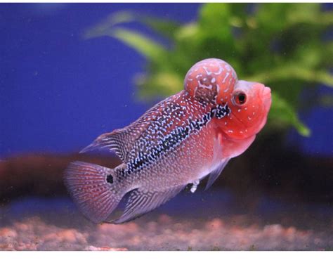 How to Breed Flowerhorn Fish: A Complete Breeder's Guide