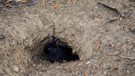 Beyond The Burrow: Understanding The Natural Habitat Of Rabbits