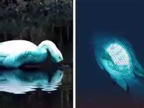Watch: Brazil’s Jundiaí River, ducks, and fish turn bright blue; What ...