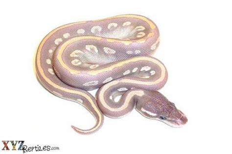 Common Ball Python Morphs by xyzReptiles