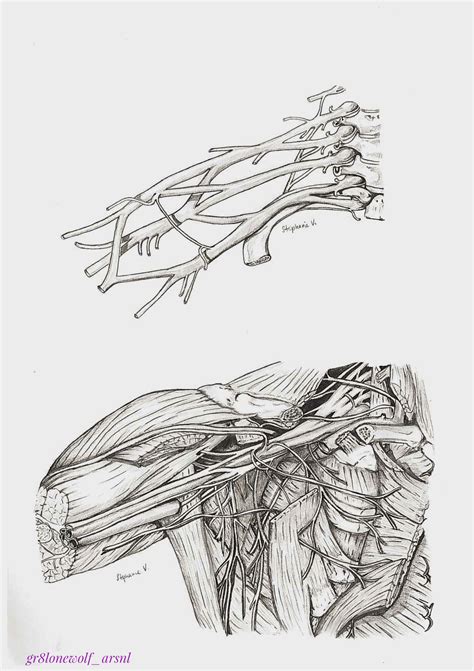 Brachial Plexus Drawing