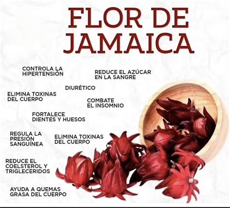 Pin de Jenny Miranda en flor de Jamaica | Frutas y verduras beneficios ...