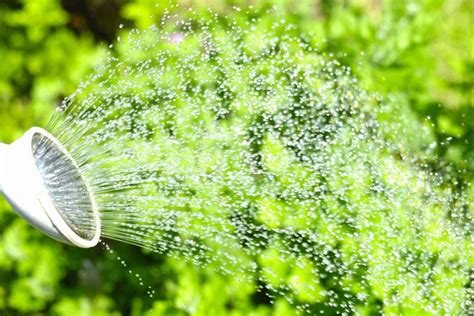 Myrica Cerifera "Wax Myrtle Plant Care Guide | Plantly