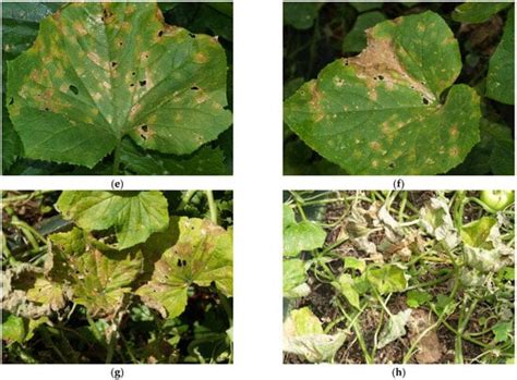 Genetic Insights and Molecular Breeding Approaches for Downy Mildew ...