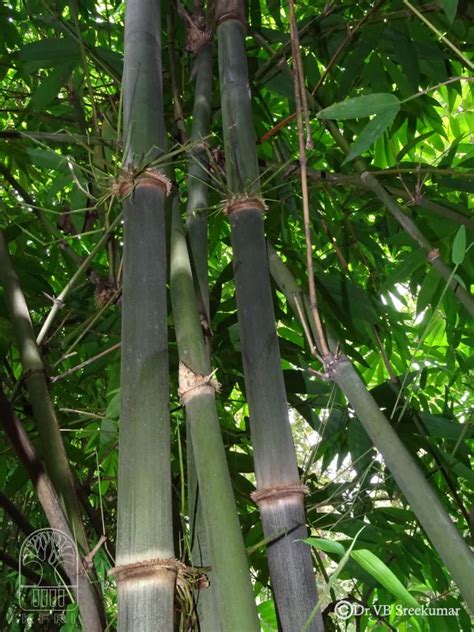 Dendrocalamus sikkimensis | Bamboo Info
