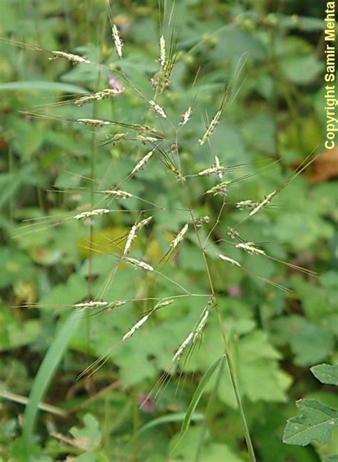 Melghat Plant Data Bank - Record