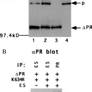 Image result for Extracts BAF