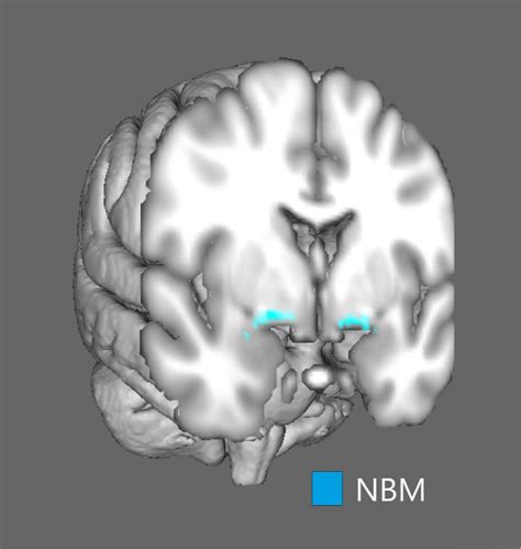 Exams And Me Basal Nucleus Of Meynert Frontiers | Functionally Linked
