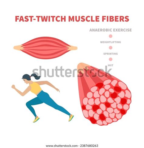 Image result for Skeletal Muscle Fiber Types