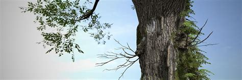 Image result for Unity SpeedTree Tutorial