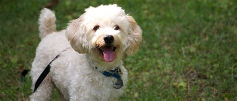 Image result for White Cockapoo Dog
