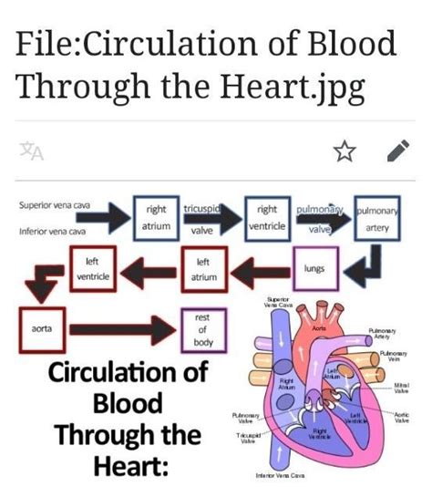 Flow chart for blood circulation in human beings - Brainly.in