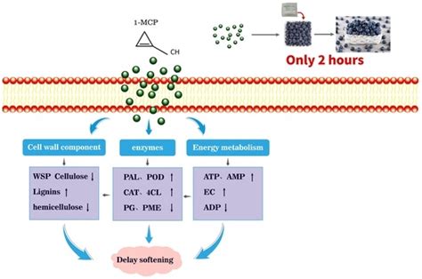 Regulation of Cell Wall Degradation and Energy Metabolism for ...