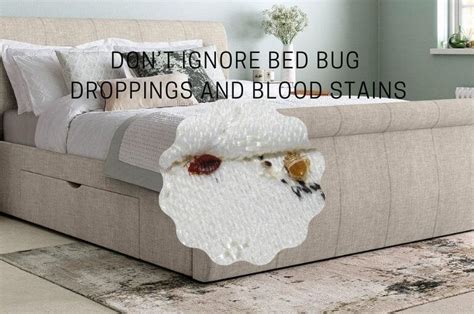 How to Remove Bed Bug Droppings and Blood Stains from Mattress