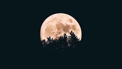 Download wallpaper 1920x1080 moon, trees, dark, night full hd, hdtv ...