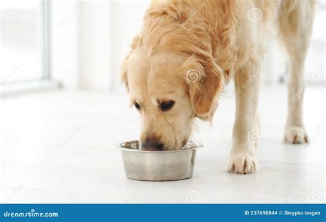 Golden Retriever Dog Food