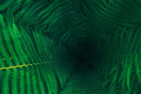 Green 的图像结果