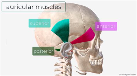 External Ear Anatomy Concha
