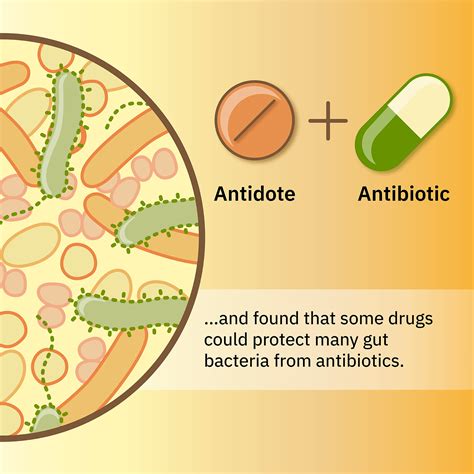 How Do Antibiotics Kill Bacterial Cells Without Harming The Human Cells at Edward Johns blog