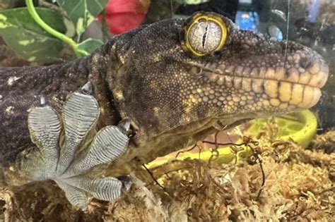 Image result for Python Roosevelt