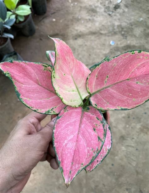 Chinese Evergreen Pink & Red Aglaonema Plant Online