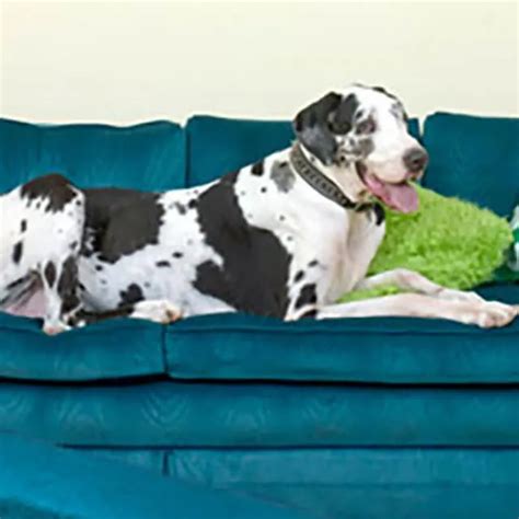 Gum disease in dogs | Pedigree