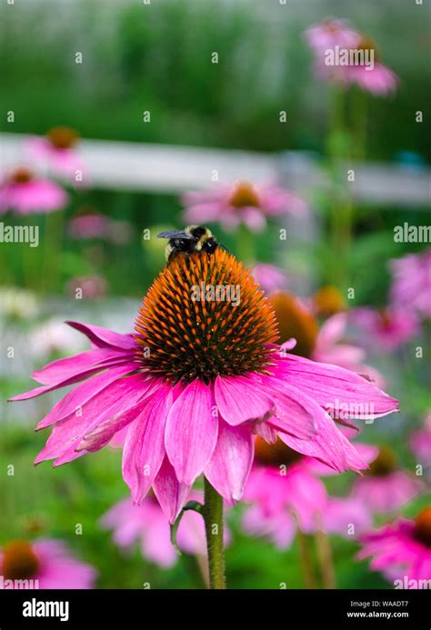 Image result for Multiplication Using Box Method