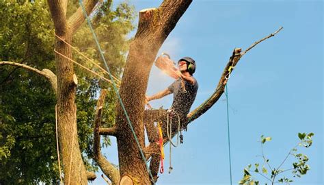 Local Tree Removal Companies 的图像结果