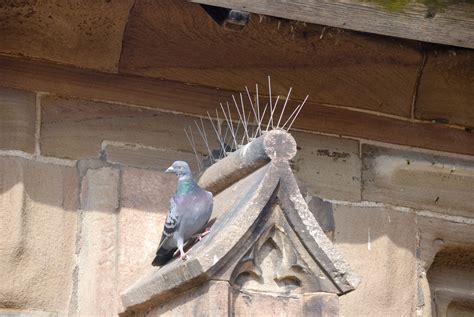Pigeon Spikes 的图像结果