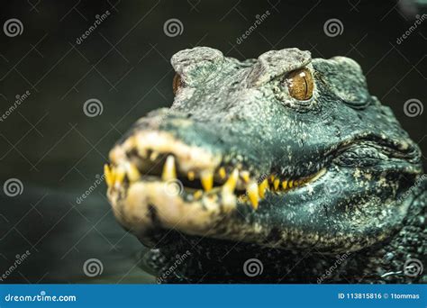Cuvier`s Dwarf Caiman Paleosuchus Palpebrosus. Stock Photo - Image of ...