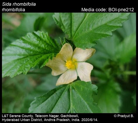 Sida rhombifolia | Butterfly