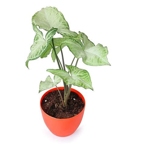 Green Syngonium Plant available in 5 different big round pots (Orange ...