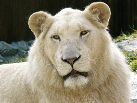 Majestic White Lion HD Wallpaper