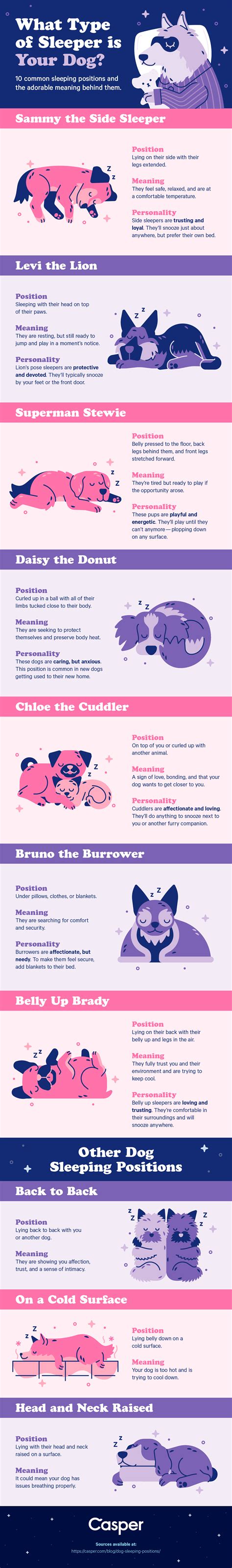 10 Dog Sleeping Positions + Their Adorable Meanings | Casper Blog
