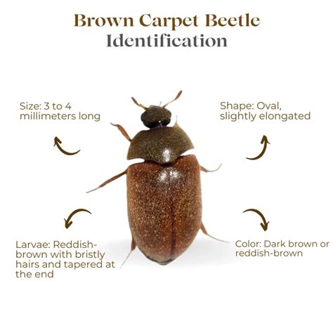 9 Common Carpet Bugs: Identification With Pictures