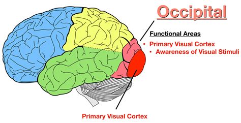 Occipital Lobe Function