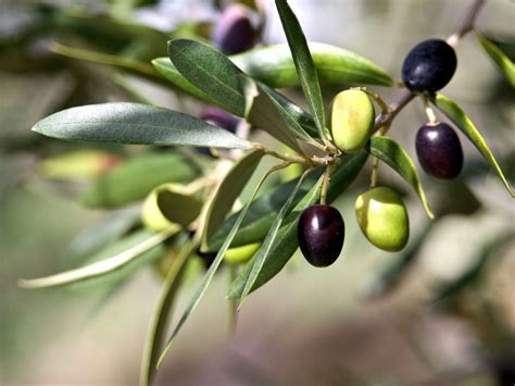 Image result for Install Olive Tree Linux