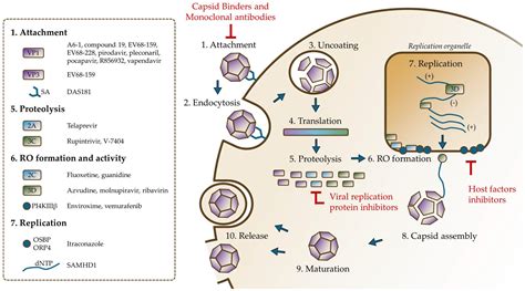 Advances in the Treatment of Enterovirus-D68 and Rhinovirus Respiratory ...