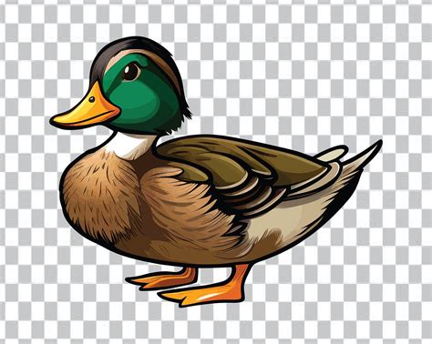 Mallard Duck Clipart