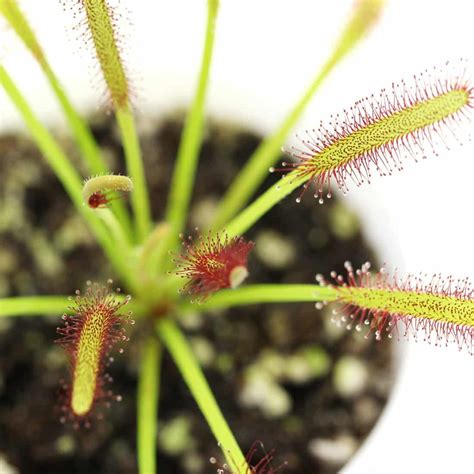 Do Sundew Plants Eat Ants at Jimmy Milam blog