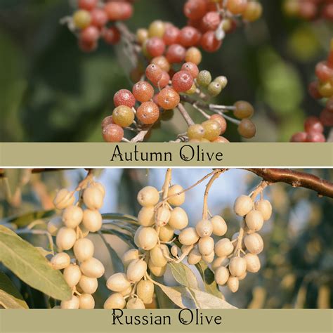 Autumn Olive Berries: An Amazing Superfood - The Outdoor Apothecary