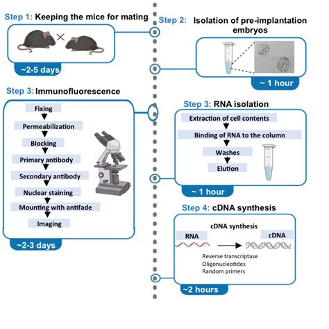 cDNA Synthesis Protocol 的图像结果
