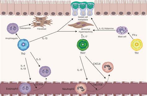 Frontiers | Distinct spatial and temporal roles for Th1, Th2, and Th17 cells in asthma